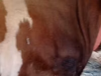 ثور, Simmental cattle — الصورة 3
