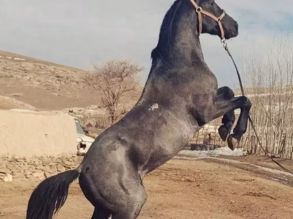 Hengst, Pferde — Usbekistan