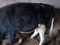 ІҚМ (топ, жынысы көрсетілмеген), Russian Black pied cattle — 2-сурет