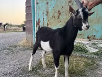 母山羊, Alpine goat — 照片 1