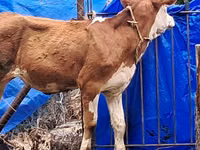 بقرة, Simmental cattle — الصورة 3