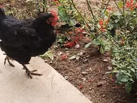 Chickens — 3-сурет