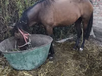 فرس, Thoroughbred horse — الصورة 3