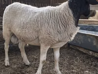Widder, Dorper sheep — Foto 5