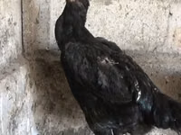 Ayam Cemani — Foto 2