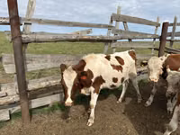 母牛, Cattle — 照片 5