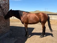 Caballo, Arabian horse — foto 1