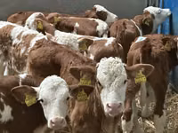 ІҚМ (топ, жынысы көрсетілмеген), Simmental cattle — 2-сурет
