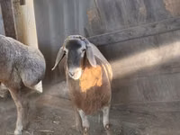 Carnero, Arashan sheep — foto 1