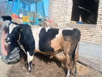 公牛, Holstein breed — 照片 1