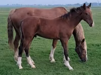 فرس, Dutch warmblood horse — الصورة 1