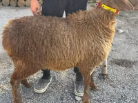 Schaf, Arashan sheep — Foto 5