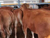 Bulle, Limousin-Kuh — Foto 6