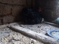 Chickens — الصورة 3