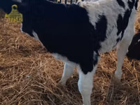 Toro, Russian Black pied cattle — foto 3