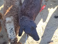 Ovejas (lote, sexo no especificado), Ovejas — foto 3