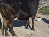 Kuh, Holstein-Rasse — Foto 1