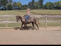 Toychoq, Kentucky mountain daddle horse — 6-rasm