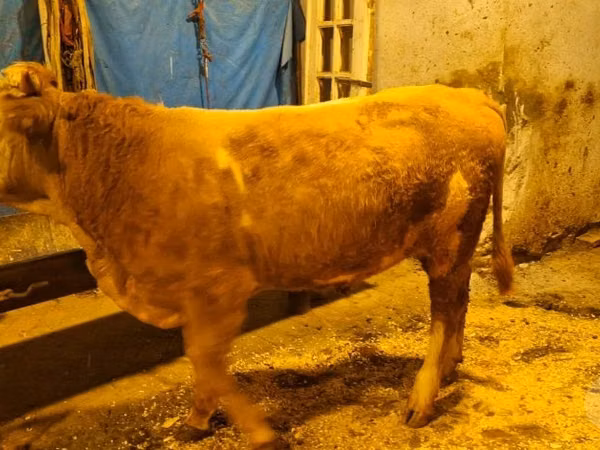 गाय, Simmental cattle — उज़्बेकिस्तान