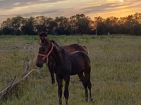 Hengst, Arabian horse — Foto 1