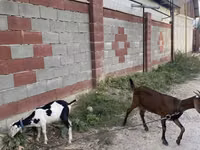 Ziege, Nubian Goat — Foto 5