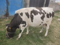Bulle, Russian Black pied cattle — Foto 5