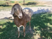كبش, Arashan sheep — الصورة 5
