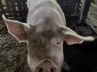 Säue, Schweine — Foto 3