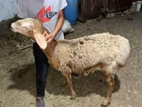 मेढ़ा, Arashan sheep — फ़ोटो 5