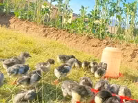 Australorp — Foto 1