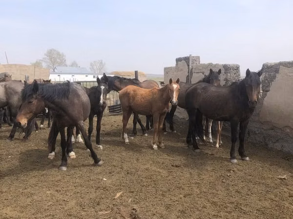 Hengst, Pferde
