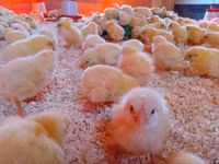 Chickens — 照片 2