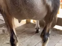 母山羊, Alpine goat — 照片 5
