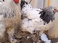 Brahma — Foto 1