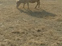 母牛, Cattle — 照片 2