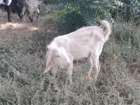 Ziege, Nubian Goat — Foto 7