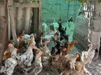 Chickens — Foto 4