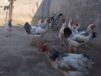 Chickens — Foto 2