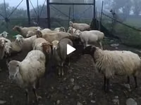 母羊, Sheep — 照片 3