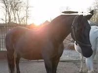 فرس, Nonius horse — الصورة 4