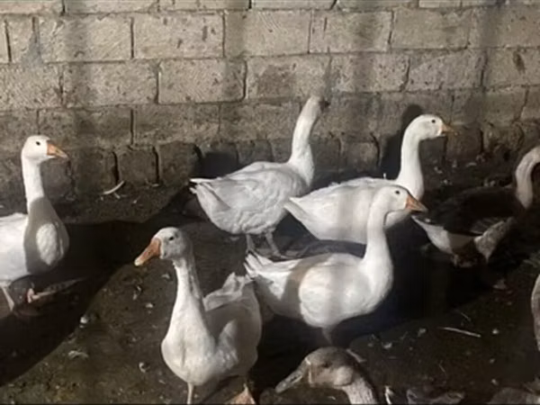 Geese