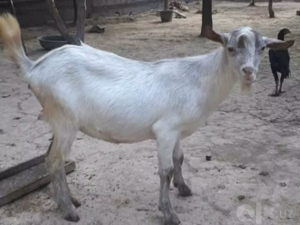 母山羊, Alpine goat — 乌兹别克斯坦
