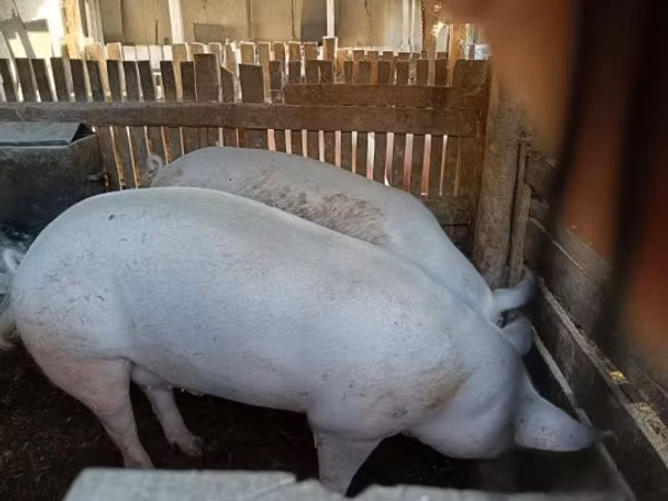 خنزير ذكر, الخنازير