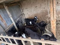 Sheep, Sheep — photo 1