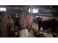 公牛, Cattle — 照片 2