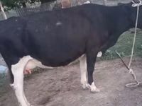 Kuh, Latvian Blue cattle — Foto 4