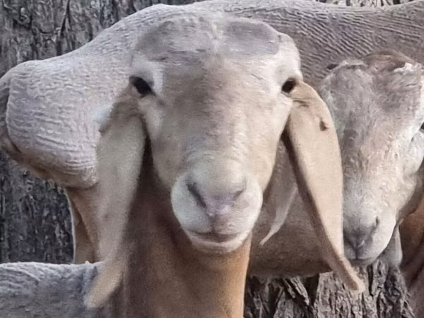 Schaf, Arashan sheep — Kirgisistan