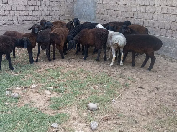 Widder, Hissar sheep