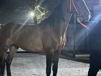 حصان, Orlov Trotter — الصورة 3