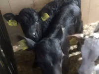 КРС (партия, пол не указан), Коровы — фото 4